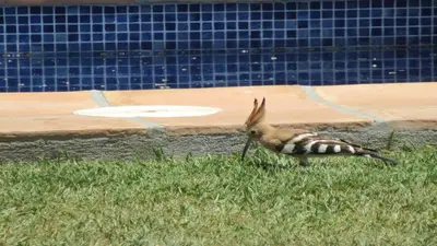 Animales en la villa o alrededores
