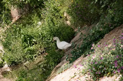 Animales en el apartamento o alrededores