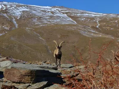 Animales en el hostal o pensión o alrededores