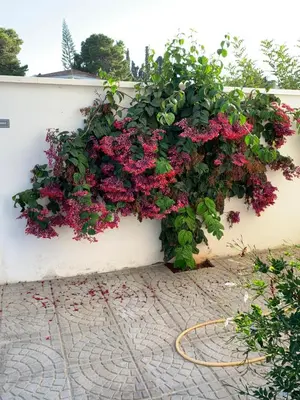 Jardín al aire libre en Maison Alriad - Alojamiento familiar tranquilo cerca del mar con jardín, porche y parking privado en el interior de la finca no apto para fiestas