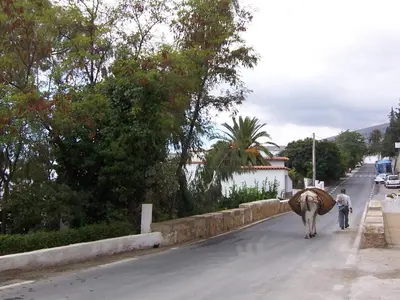 Animales en el hostal o pensión o alrededores