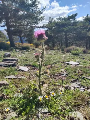 Jardín al aire libre en La Posada del Altozano