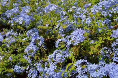 Jardín al aire libre en La Casita Azul - Casa típica andaluza