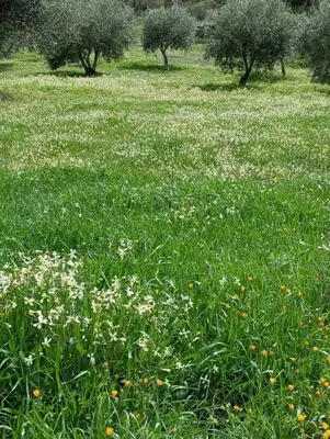 Jardín al aire libre en Casa La Colina Mandarina I