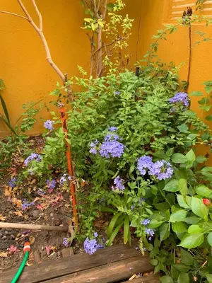 Jardín al aire libre en Oktheway Vivas Aguadulce