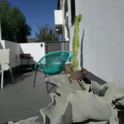 PiedraNegra
