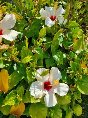 Jardín al aire libre en BAJO en PRIMERA LÍNEA de VERA-PLAYA con piscina privada!