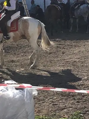 Montar a caballo en the country house o alrededores