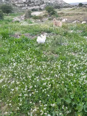 Animales en la casa o chalet o alrededores