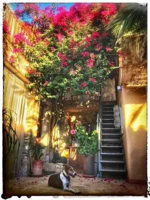 Jardín al aire libre en Tinyhouse im Patio einer romantischen Finca