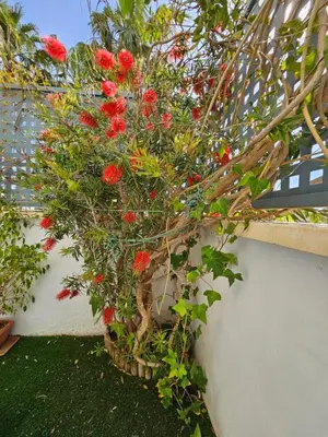 Jardín al aire libre en Rincón del Salar