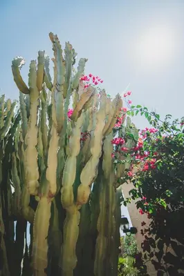 Jardín al aire libre en Casa del Canto, Calapanizo