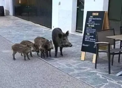 Animales en la casa o chalet o alrededores