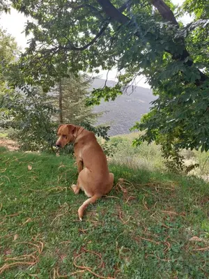 Mascotas con sus dueños en Cortijos Rey Fini