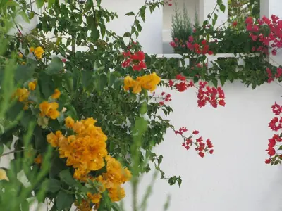 Jardín al aire libre en 2 Room Sleeps 4 Parking 4 Pools Sea 1st Line