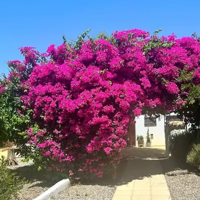 Lavender Lodge Almeria
