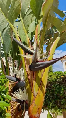Jardín al aire libre en Very Very Vera Beach - Freshly Renovated