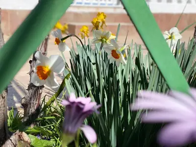 Jardín al aire libre en La casa de mamá