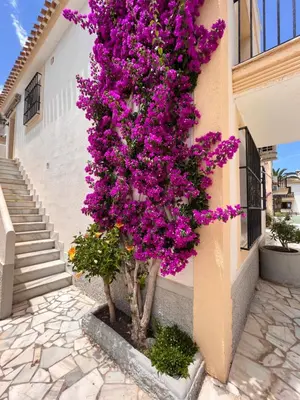 Jardín al aire libre en Apartamentos de Flores - Azul