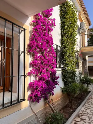 Jardín al aire libre en Apartamentos de Flores - Verde