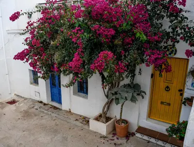 Jardín al aire libre en Nijar bella y su Parque Natural Cabo de Gata